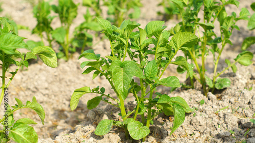 Young potato plants on the garden-beds