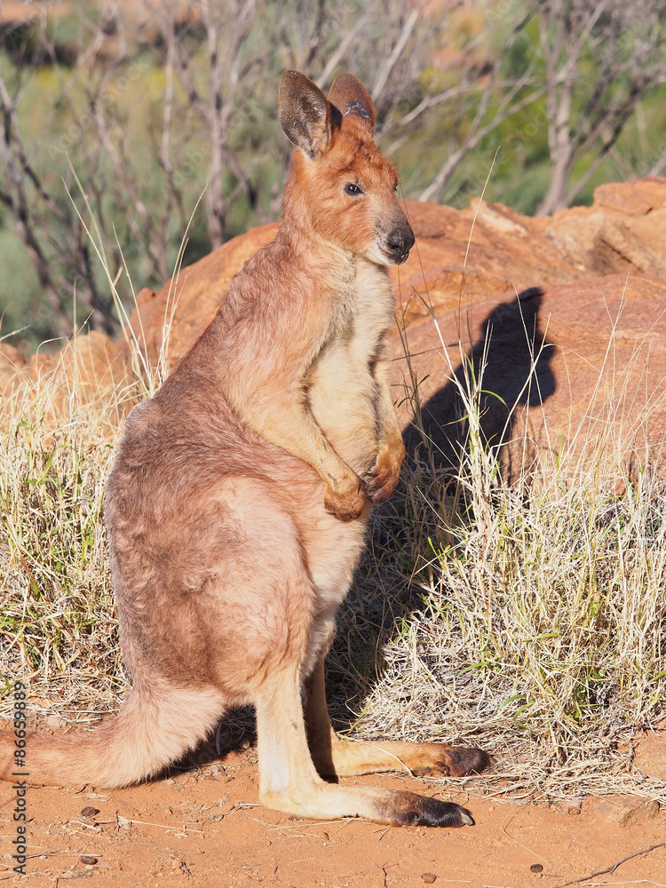 Kangaroo, Macropus rufus, standing in the warm morning sun at a outback rock formation near Alice Springs, Australia, July 2015 Kangaroo, Macropus rufus, standing in the warm morning sun at a outback rock formation near Alice Springs, Australia, July 2015