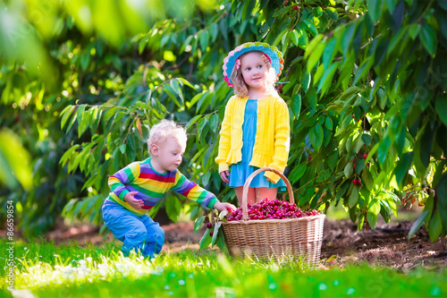 Kids picking cherry fruit on a farm