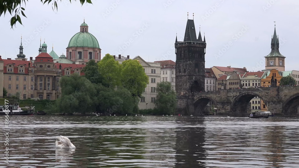 Charles Bridge and Spires of the Prague Old Town at the Banks of River Vltava with Beautiful Swans Swimming