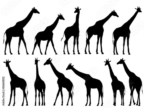 Set vector silhouettes of giraffes.