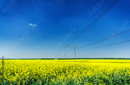 Fine view of rapefield and blue sky.