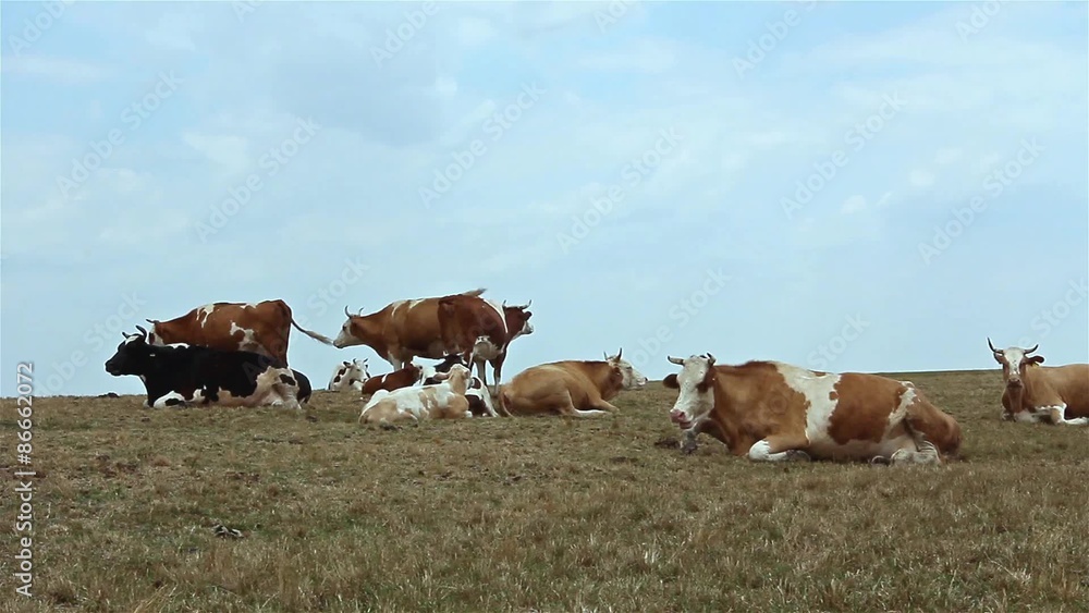 Cows are resting in a meadow. Cows and young heifers are relaxing quietly in the meadow on summer pasture.

