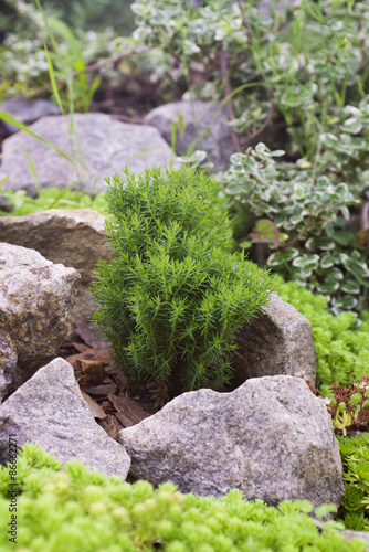 Juniper (selective focus)