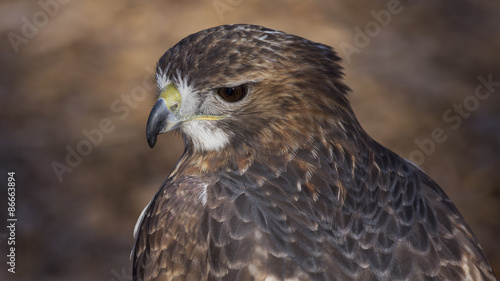 closeup portrait of a red tail hawk