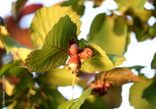 hazelnut bush forest
