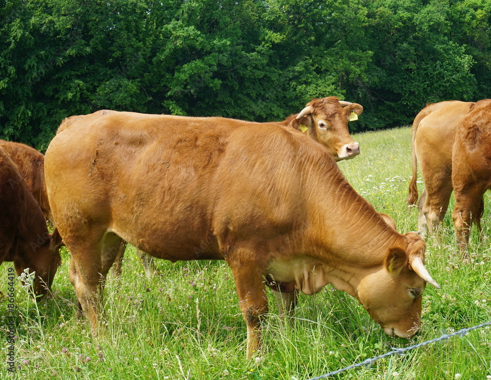 Rinder auf der Weide Rinder auf der Weide