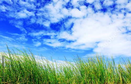 High grass and blue sky with white clouds