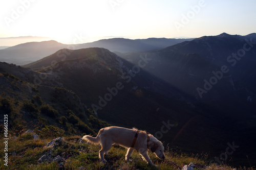 cane randagio  abbandonato photo