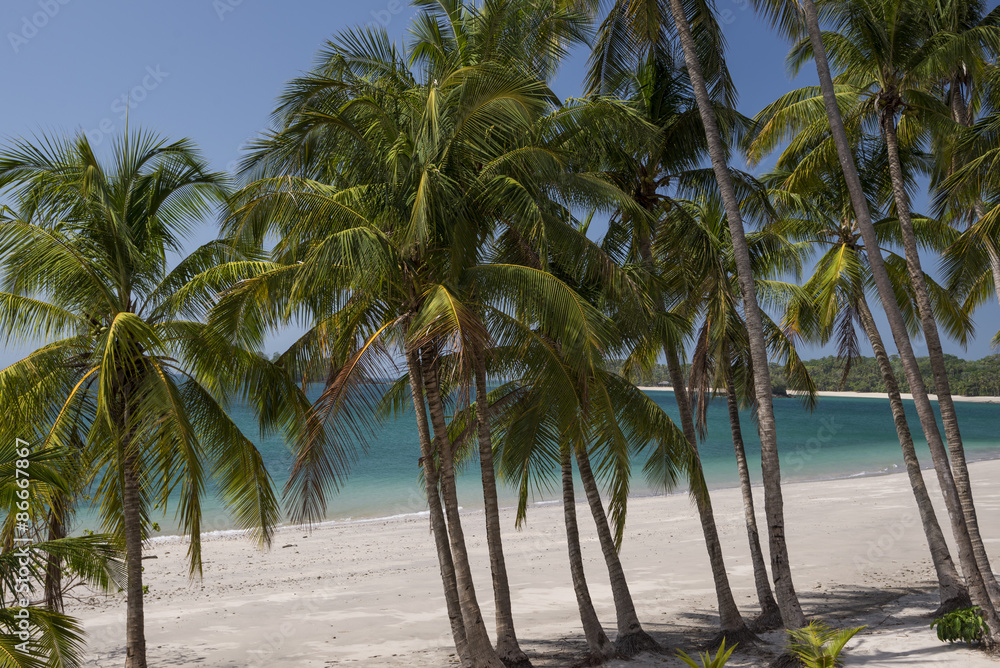 Palm trees on tropical beach under blue sky, Pearl island archipelago, Panama, Central America