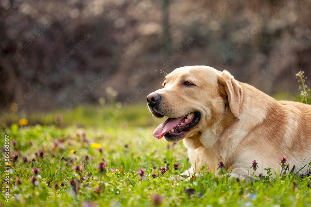 Labrador resting on the beautifull grass with flowers
Labrador resting on the beautifull grass with flowers