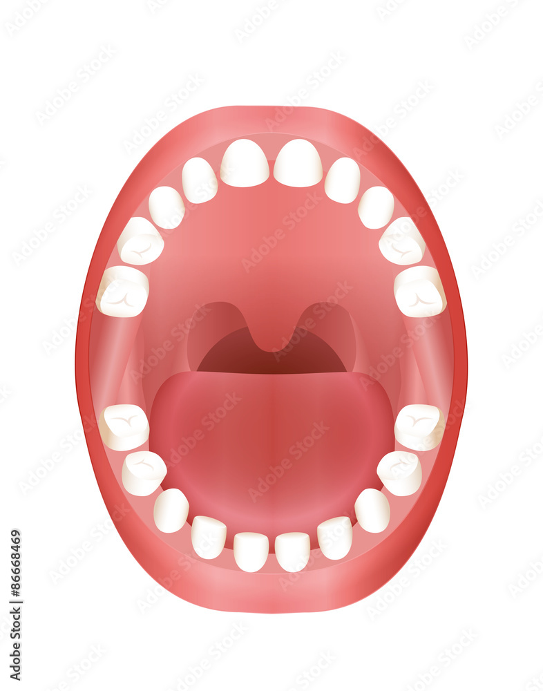 Primary teeth - children´s mouth model with upper and lower jaw and its twenty temporary teeth - three-dimensional vector illustration on white background. Primary teeth - children´s mouth model with upper and lower jaw and its twenty temporary teeth - three-dimensional vector illustration on white background.