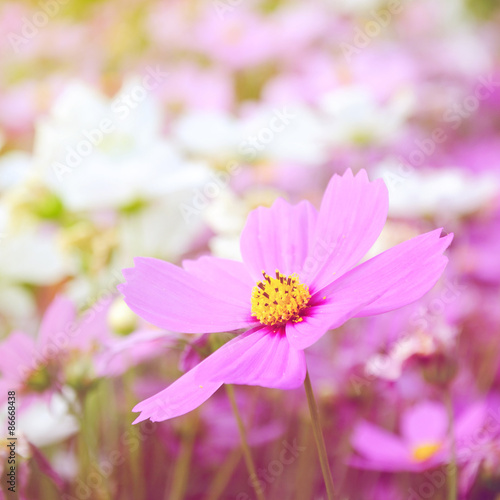 Abatract.Sweet color cosmos flowers