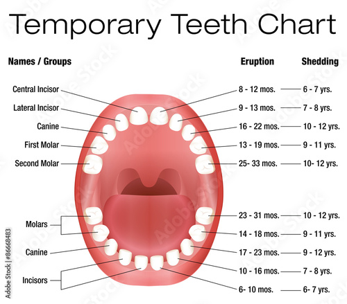 Temporary teeth - names, groups, period of eruption and shedding of the children´s teeth - three-dimensional vector illustration on white background.