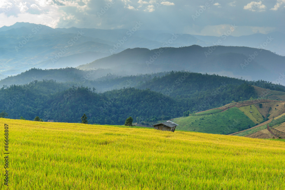 Fototapeta premium Green Terraced Rice Field in Pa Pong Pieng , Mae Chaem, Chiang Mai, Thailand