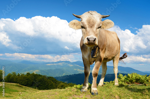 Beautiful young calf in the mountains on the background of cloud
