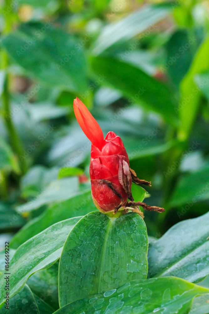 Cheilocostus Speciosus Flower. Cheilocostus Speciosus Flower.