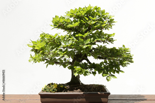 European or Common Beech (Fagus sylvatica) bonsai on a wooden table