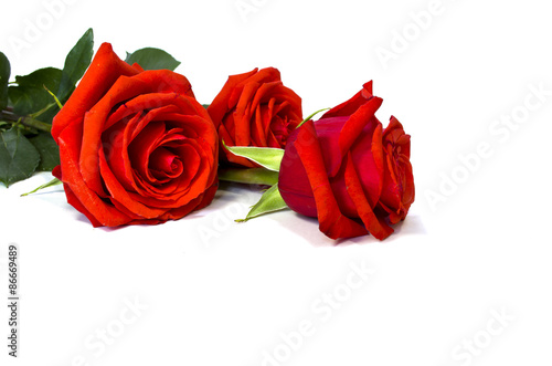 Fototapeta Naklejka Na Ścianę i Meble -  red roses on a white background
