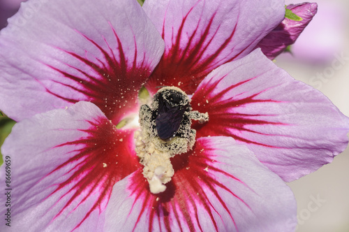 Pollen Encrusted Bumblebee On A Rose of Sharon Flower photo