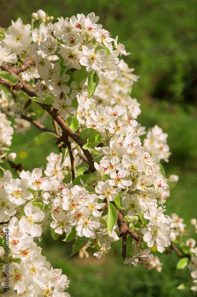 Obraz premium Branches of blossoming tree