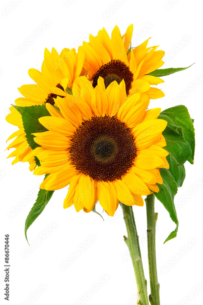 Obraz premium sunflower