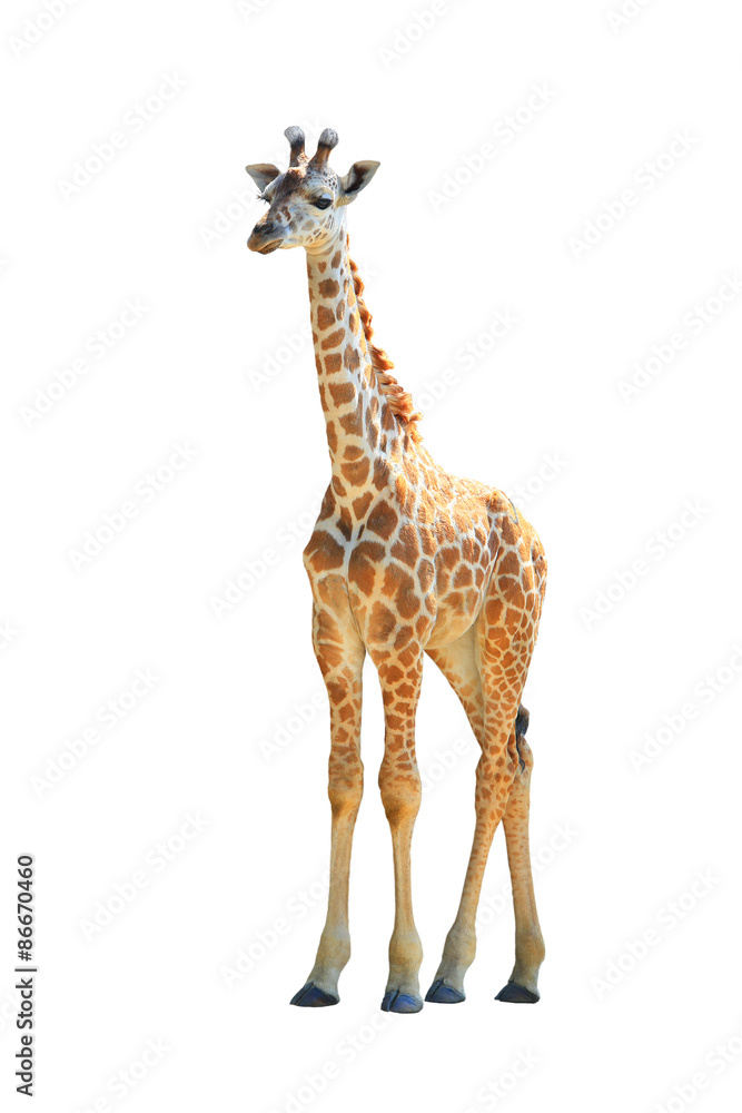 Naklejka premium Giraffe