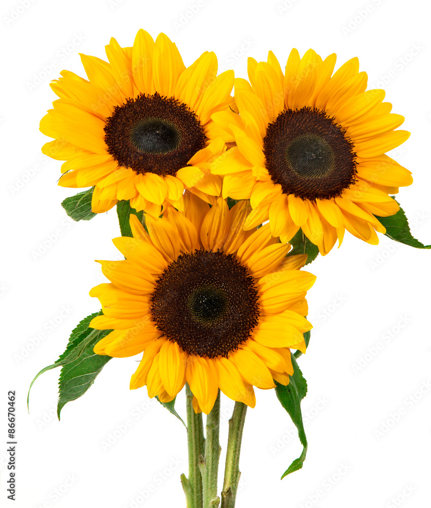 Obraz premium Sunflower