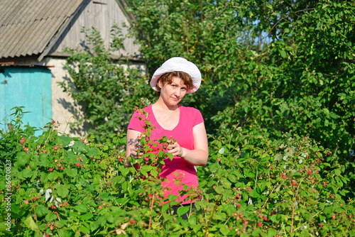 Woman reaps a crop of raspberries in the garden