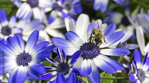 bee working on blue and white flowers