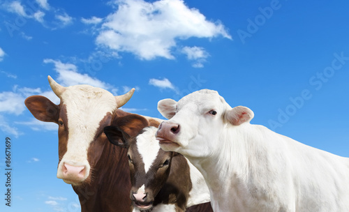 cow and calf and bull