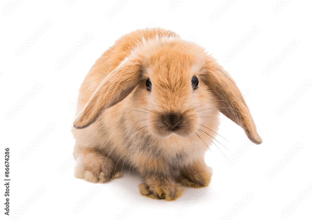 Rabbit Ram breed, red color Rabbit Ram breed, red color