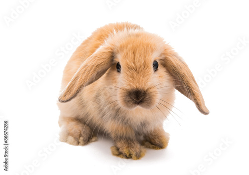 Rabbit Ram breed, red color