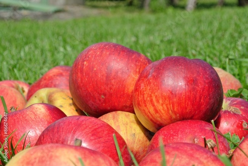 Closeup of a pile of ripe red apples on the grass in an orchard  on a sunny day. Concept of organic farming  fresh  natural  healthy  unprocessed produce.