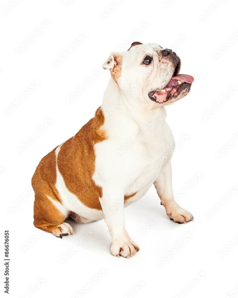 Full Body Profile of English Bulldog Sitting