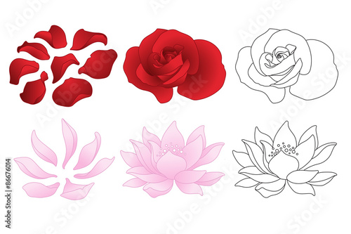 Vector rose and lotus. Flowers and petals