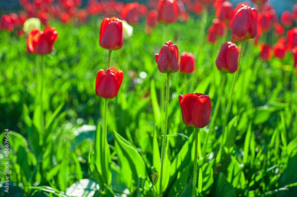 Obraz premium tulips