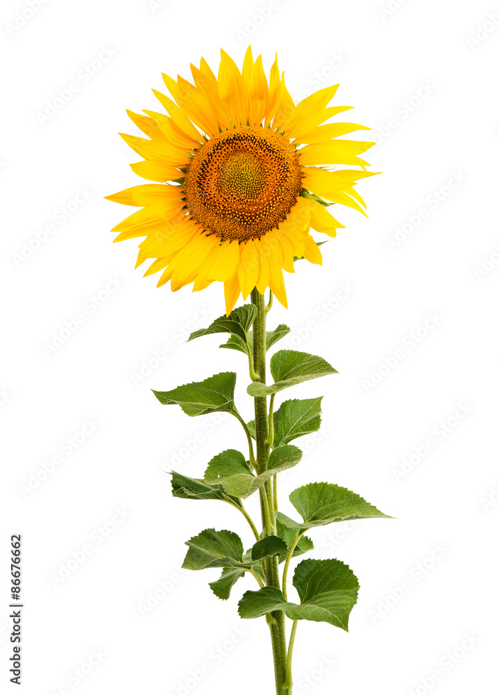Naklejka premium Sunflower isolated