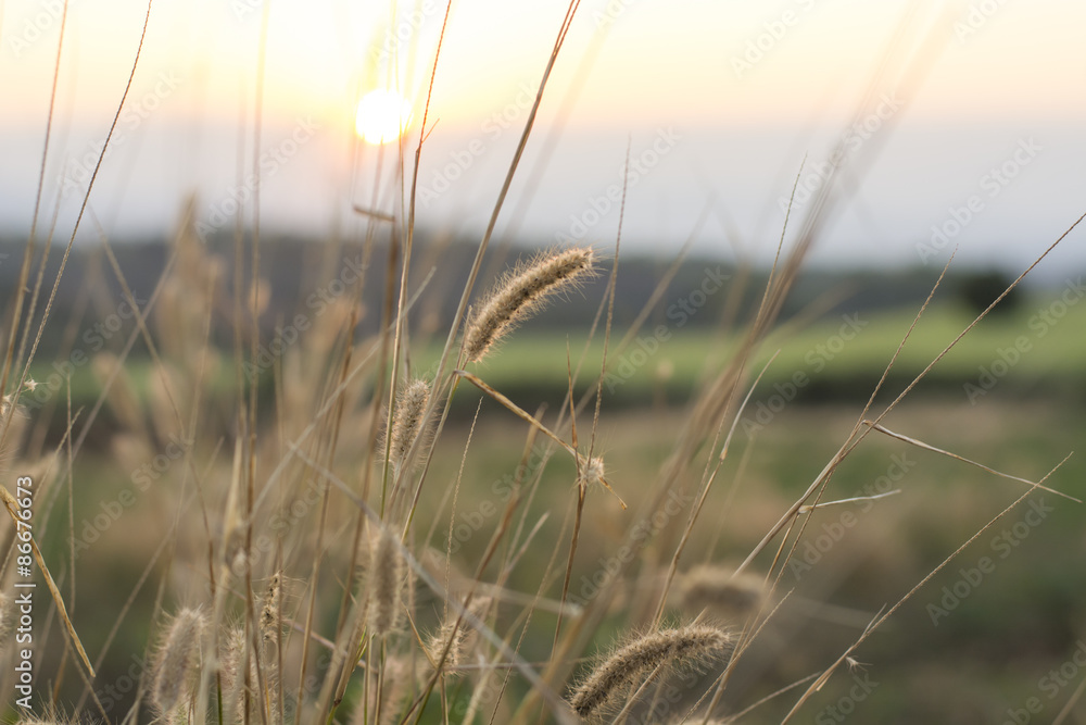 Obraz premium Sunset in grass flower field
