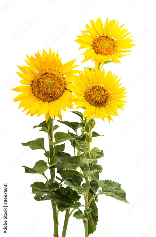 Sunflower isolated Sunflower isolated