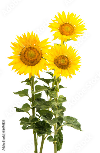 Fototapeta Naklejka Na Ścianę i Meble -  Sunflower isolated