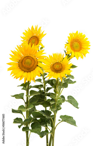 Fototapeta Naklejka Na Ścianę i Meble -  Sunflower isolated