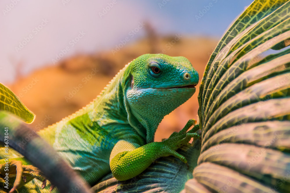 Obraz premium Fidżi opaska iguana