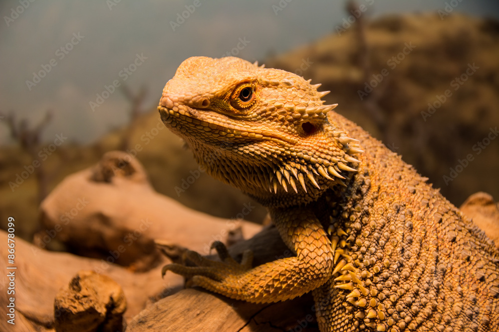 Fototapeta premium Bearded dragon