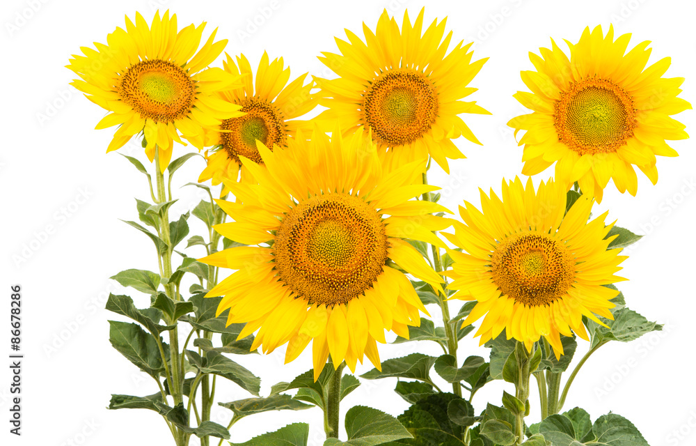 Fototapeta premium Sunflower isolated