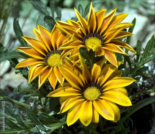 Gazania;  Gazanien, Hybride;  Splendens; photo