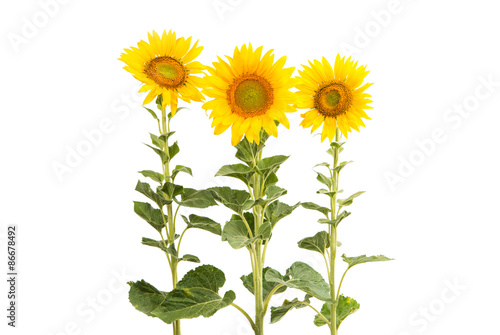 Fototapeta Naklejka Na Ścianę i Meble -  Sunflower isolated