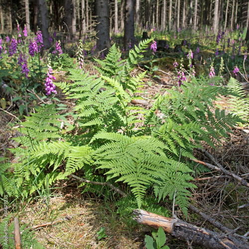 Wald-Frauenfarn photo