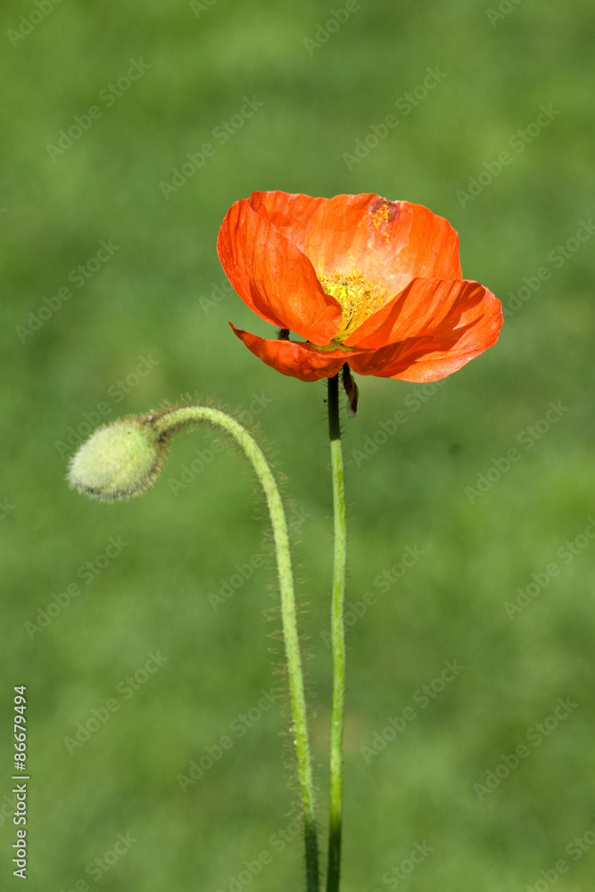 Fototapeta premium Klatschmohn; Papaver, rhoeas; Ackerpflanzen;