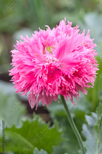 Pink terry cloth poppy